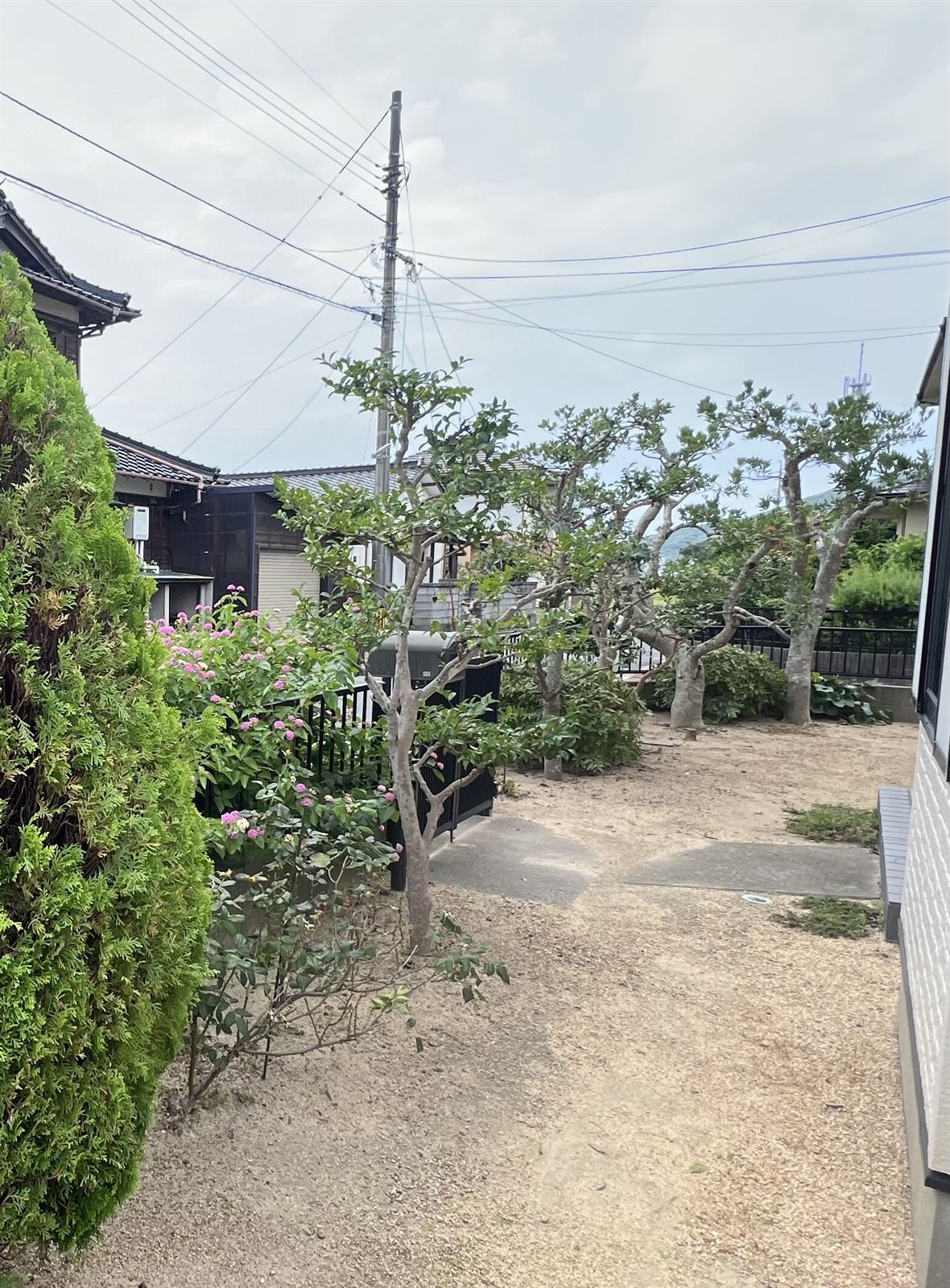 剪定後の庭