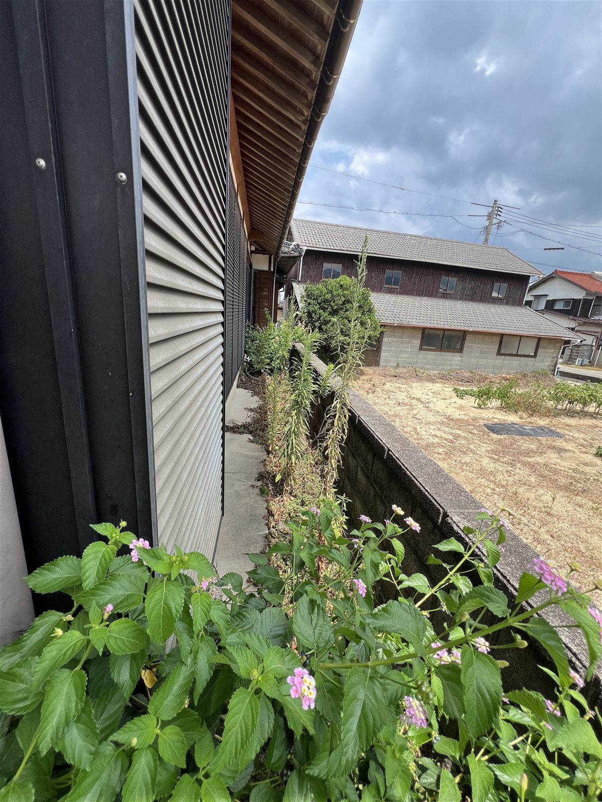 犬走りの草抜き前